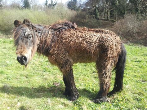 cheval le plus moche du monde